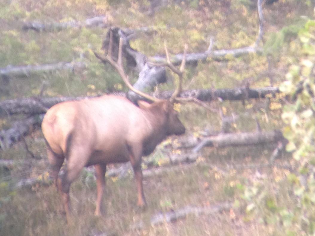 Nice bull from scouting