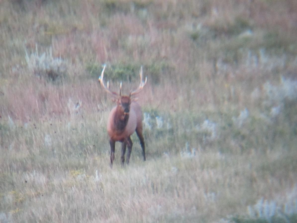 nice elk on a muledeer hunt