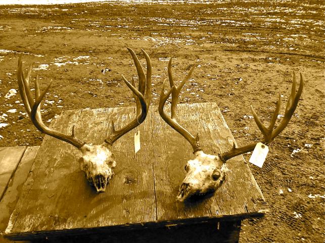 Nice Muleys