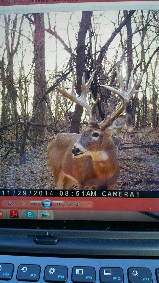nice young river buck