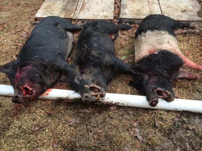 North Louisiana Hogs