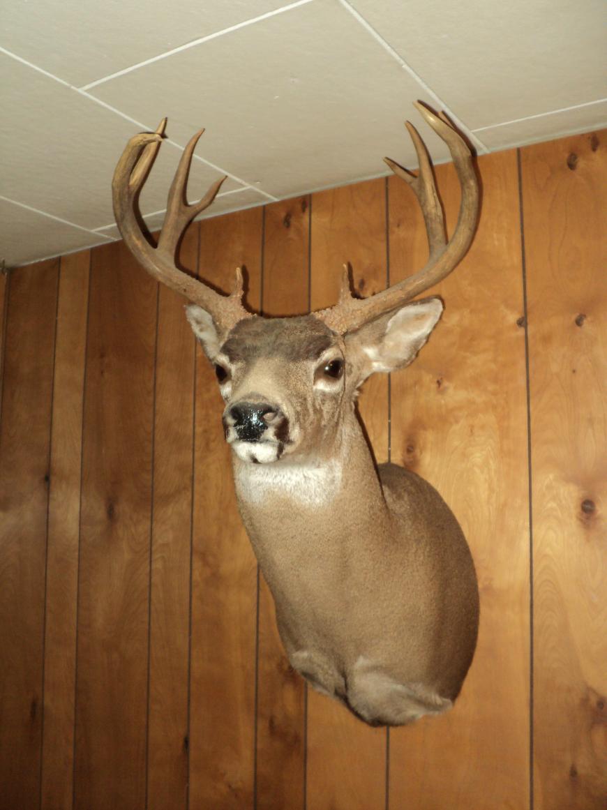 OR Blacktail