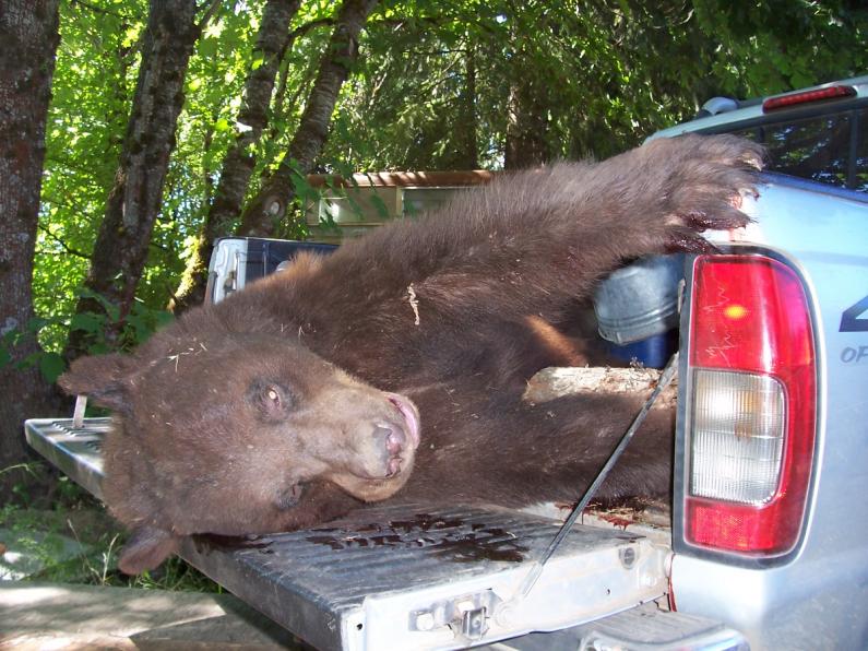 OR Damage Bear in Nissan