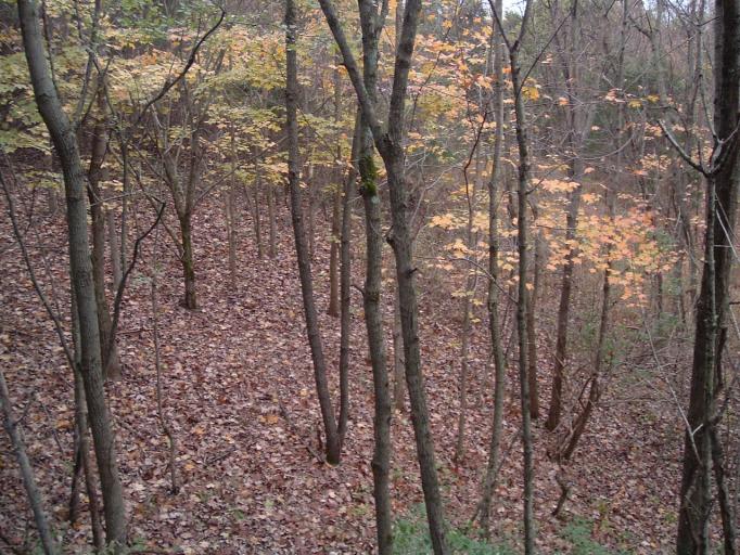 Pa Woods 05 2