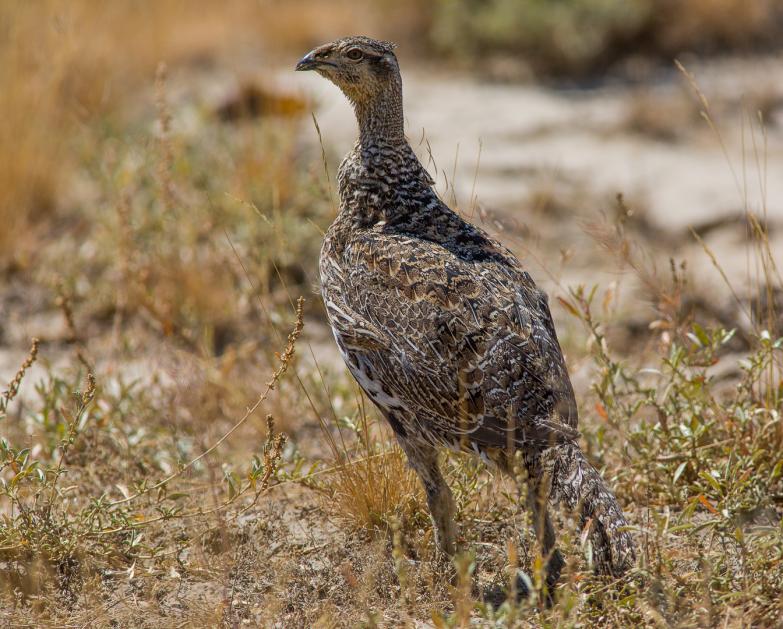 Prairie Chicken