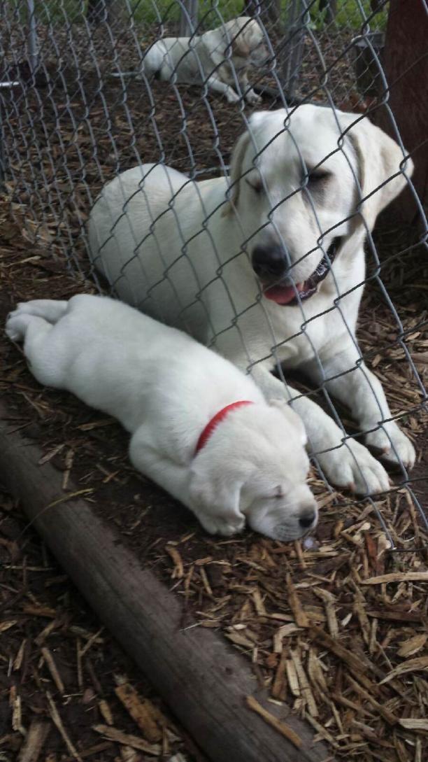 puppy