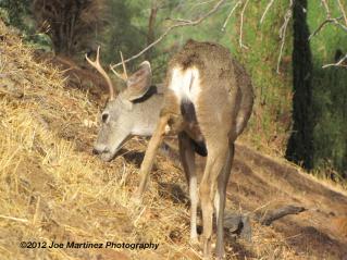 &quot;Bucky&quot; Munching Acorns on hillside
