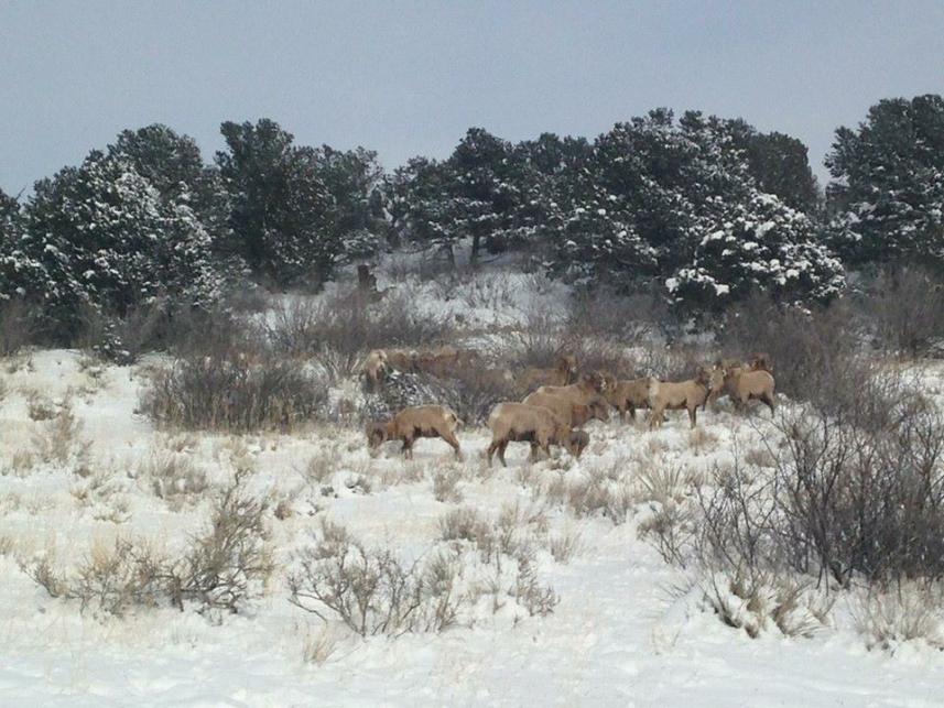rams