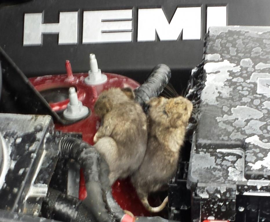 rat pack hemi