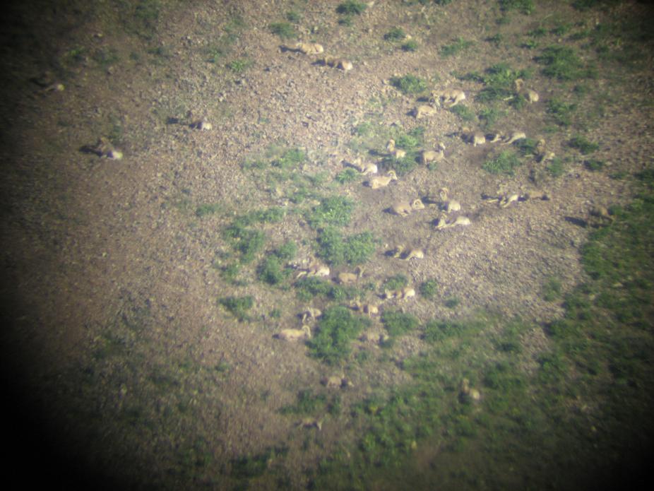 Rock Creek, MT sheep