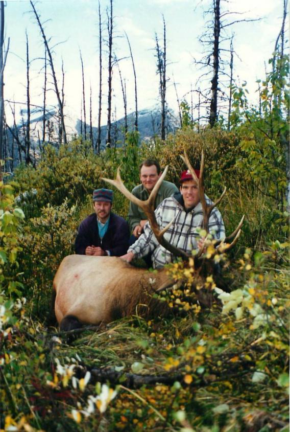 Rocky Mountain Elk (British Columbia 1995)
