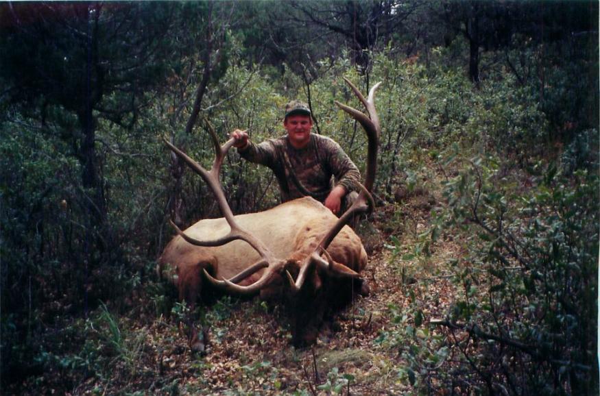 Rocky Mountain Elk (New Mexico 2001)