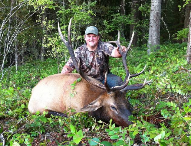 Roosevelt Elk (Oregon 2011)