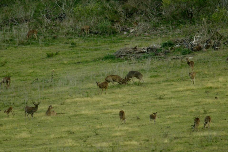 Rusa Stags fighting.
