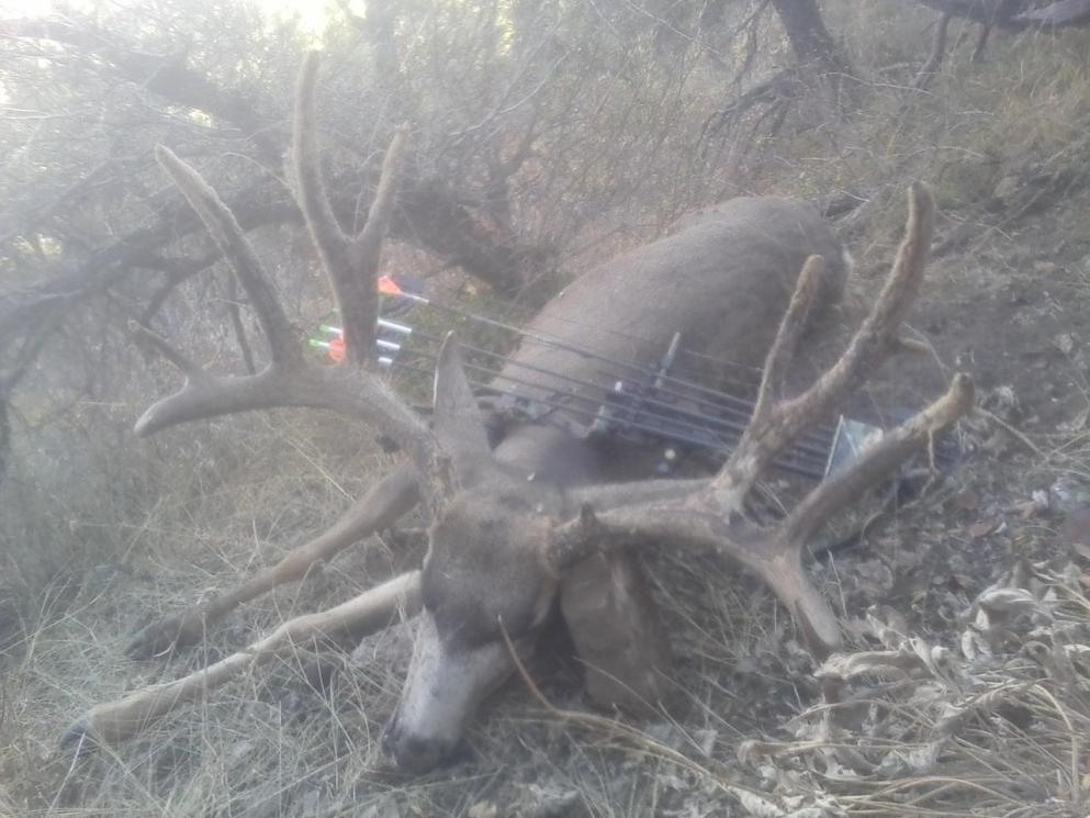 S.E. Idaho Muley