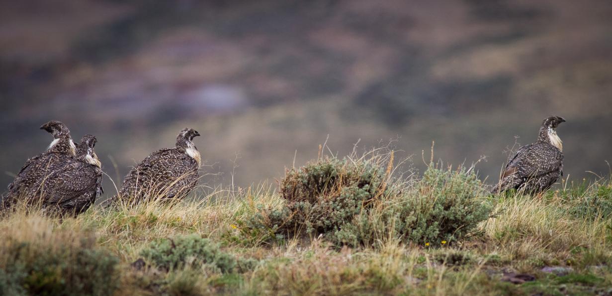 Sage hens