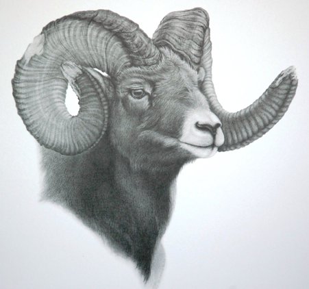 Sheep 2