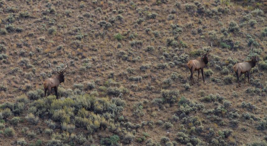 Spotted some bulls during an antelope hunt