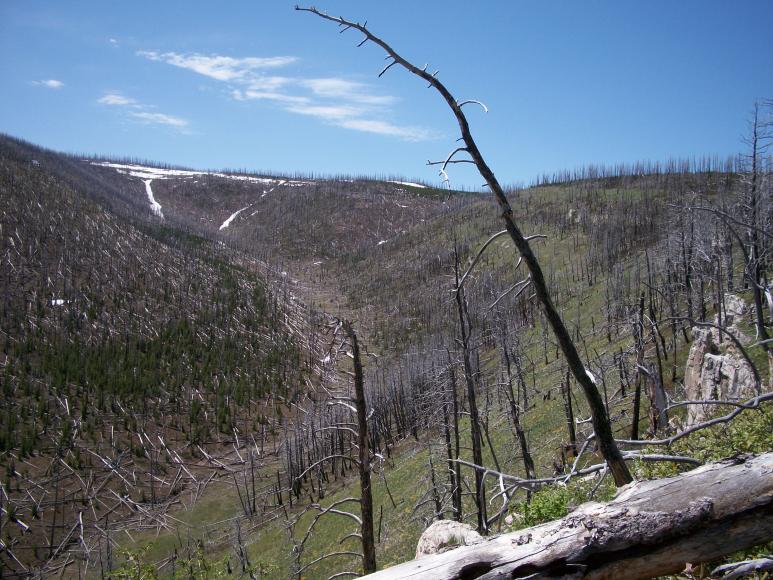 Spring bear scenery