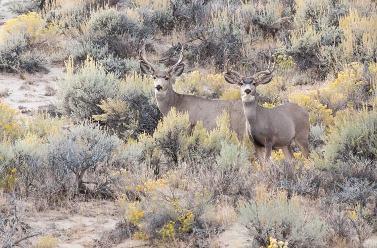 Summer scouting photo