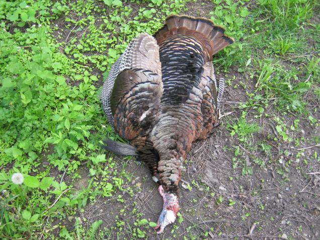 the turkey