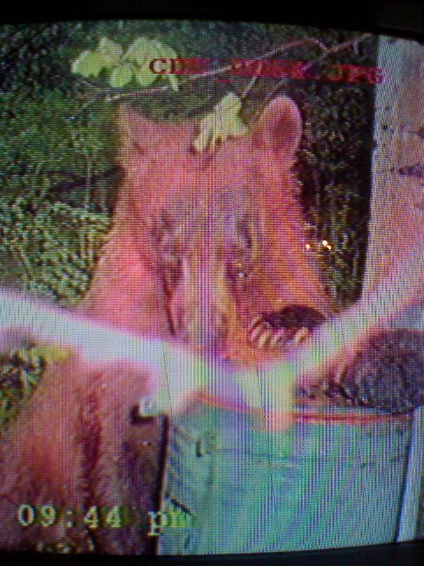 Trail cam.4