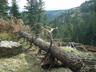 tree elk