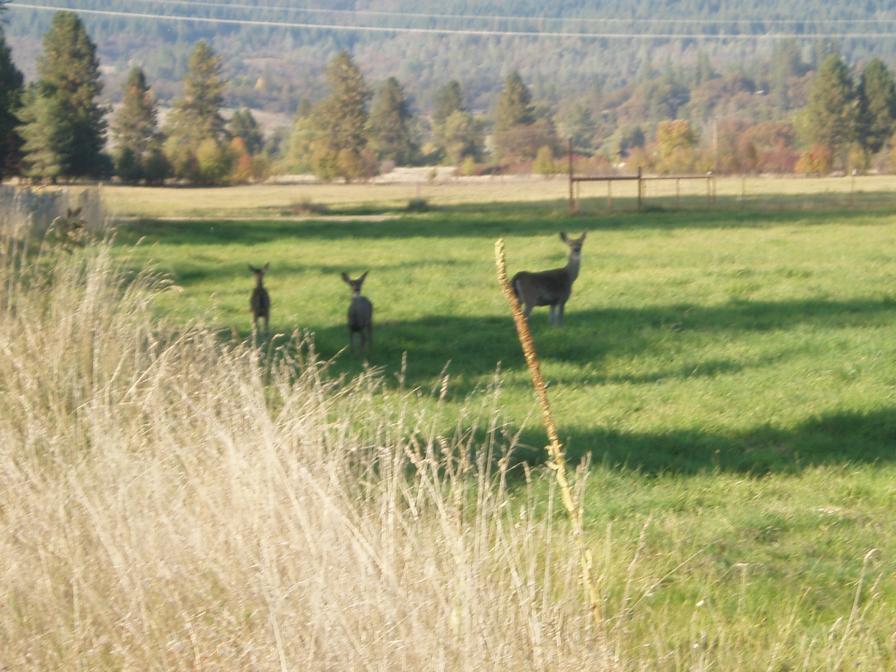 Trinity County Blacktail Does