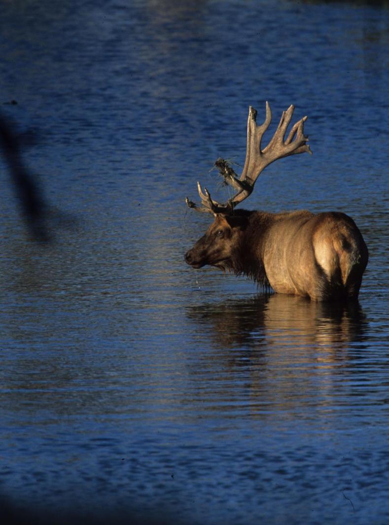Tule Elk, East Park Reservoir