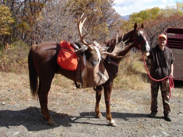 Utah Moose - 2006  45"