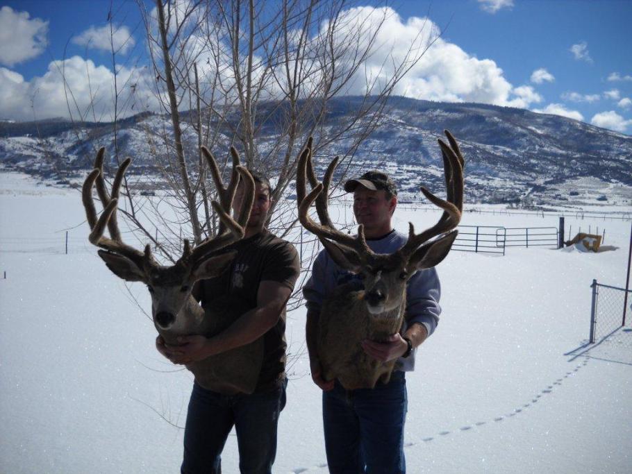 velvet bucks4