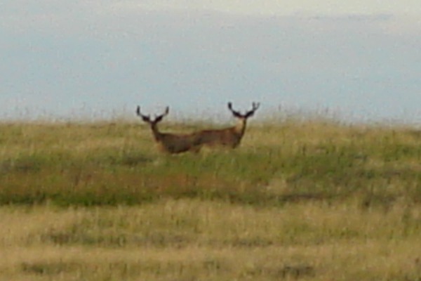 velvet mulies