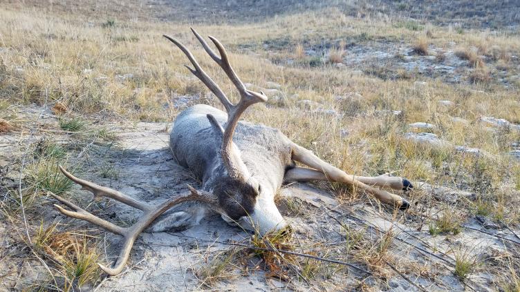 Veteran's day Muley, November 11th, 2017.
