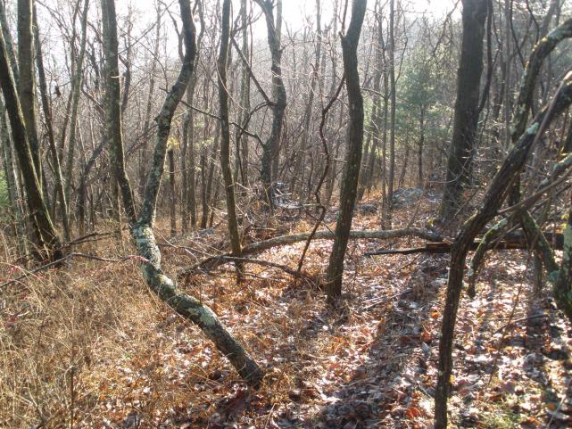 View from where the buck was standing. 20 yards.