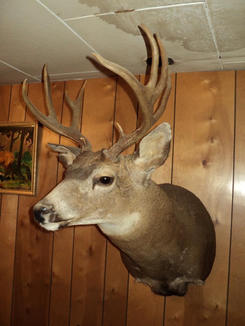 WA Blacktail (MZ)