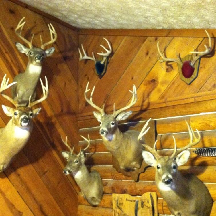 wall of bucks