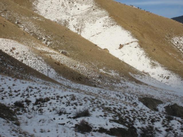 Wapiti