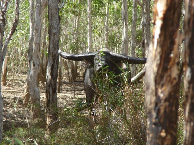 Water Buffalo in Australia's Northern Territory. One of the most under estimated hunts in the world.