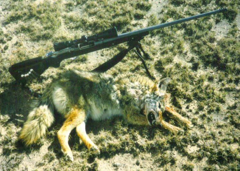 When a coyote screws up your hunt, they must pay!