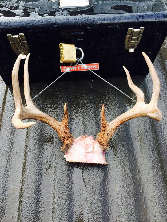 White tail 3