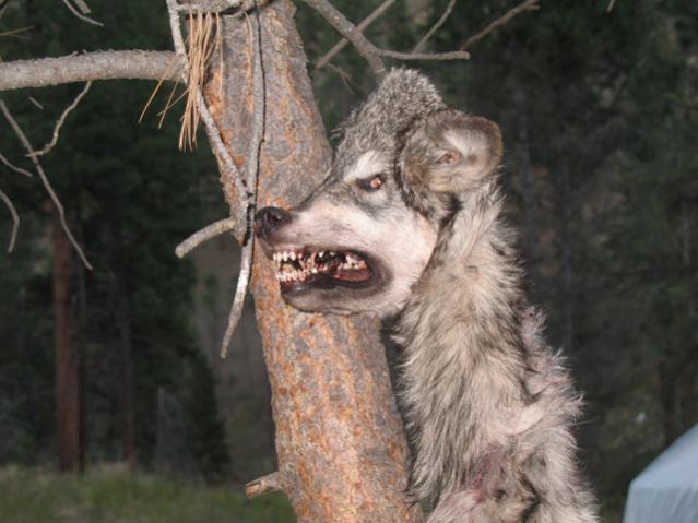 Wolf killed by hunter, Idaho 09'.
