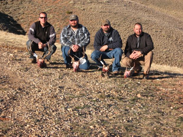 Wyoming Region Y Mulies