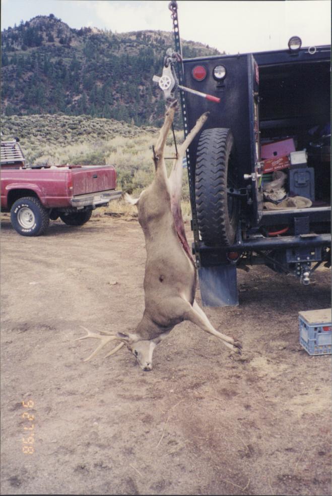 X-12 1998.  Large bodied mountain muley.