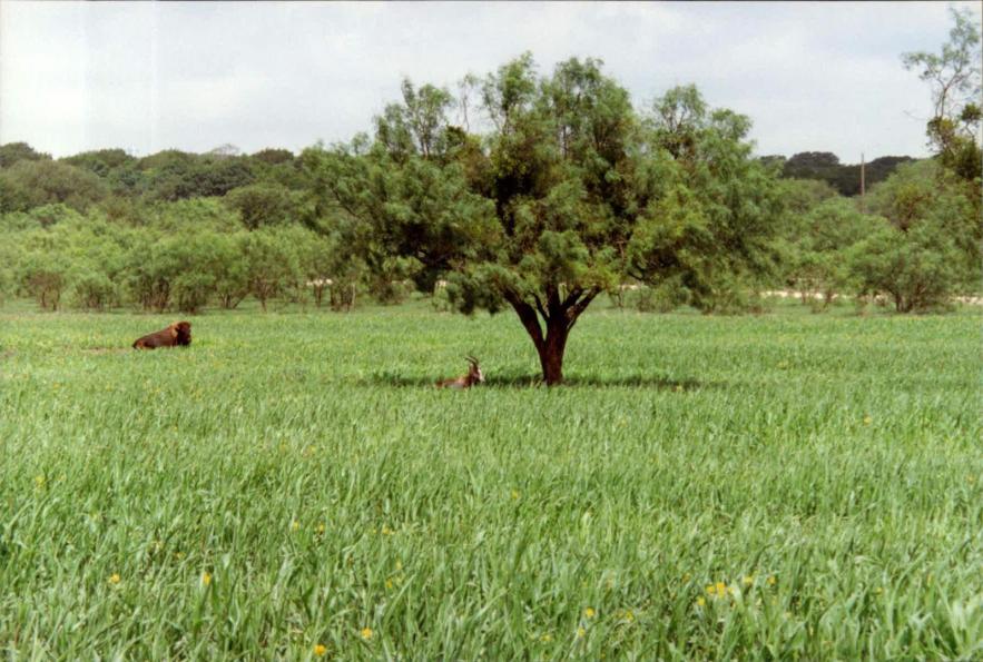 YO Ranch 1984