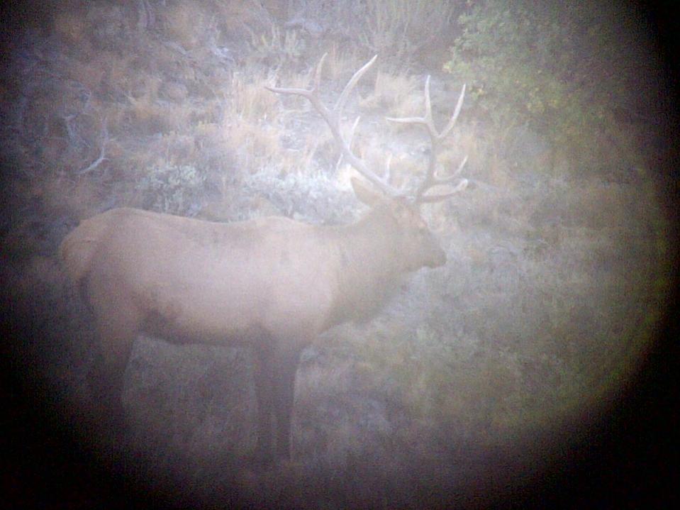 Young NV bull